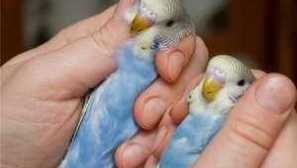 Kako odrediti pod valovitog papiga